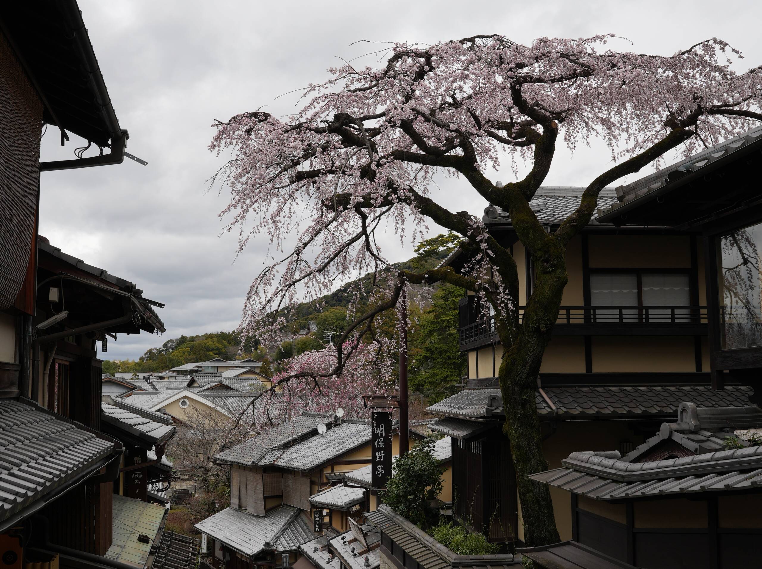An image of cherry tree.